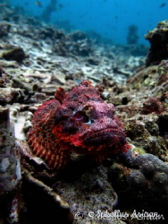 Scorpion fish in Bohol by Niko Torvinen 